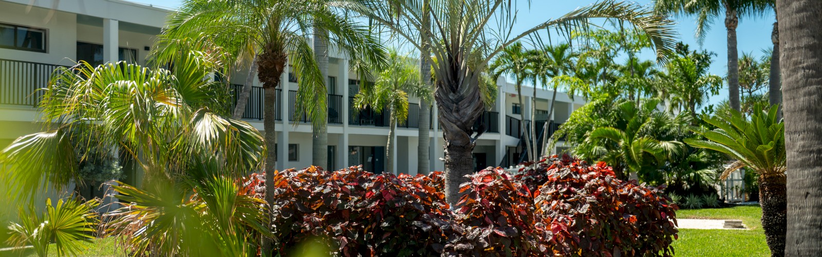 A sunny tropical scene with palm trees, manicured shrubs, and a light-blue sky beside a low-rise building, a peaceful resort-like courtyard.