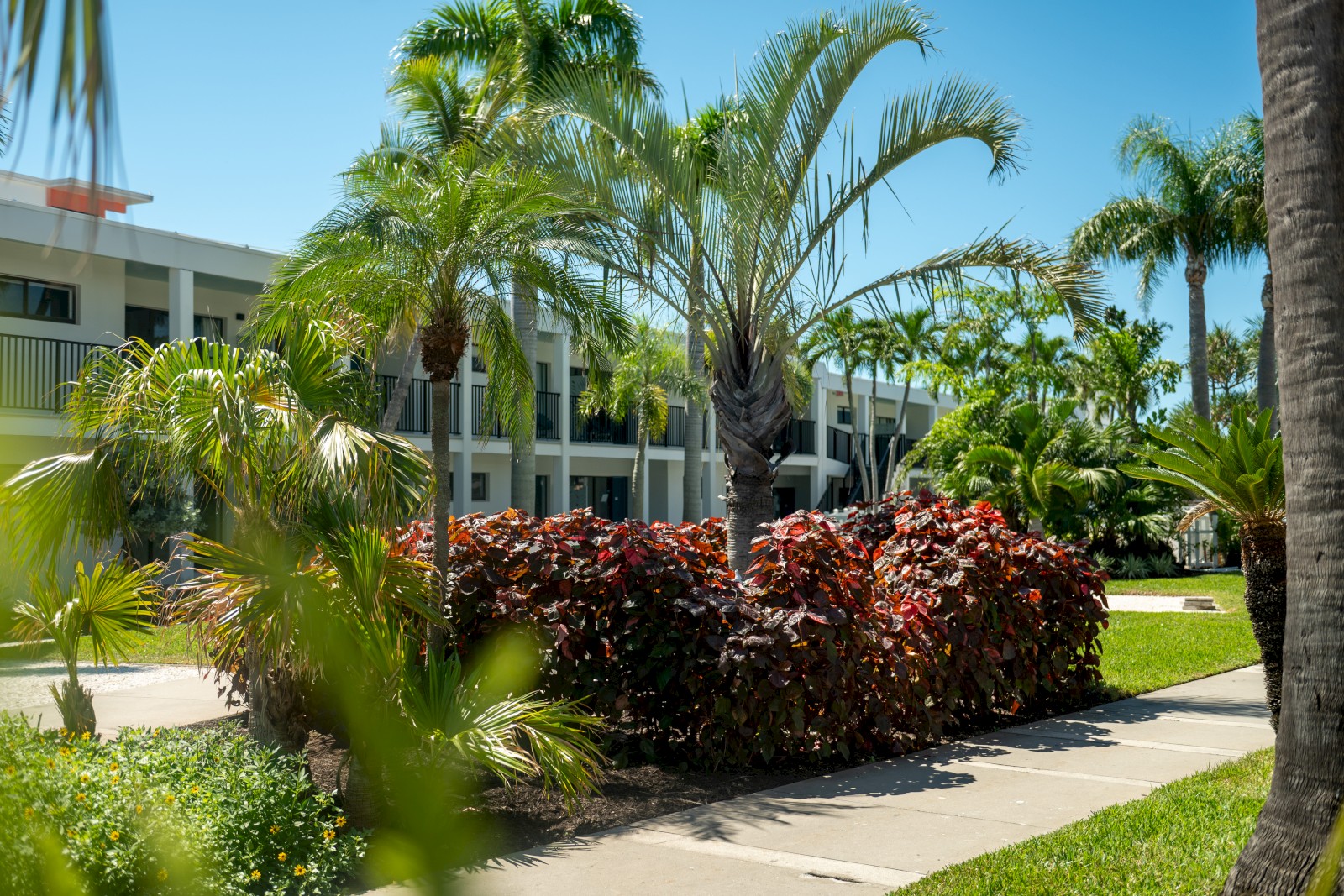 A sunny tropical college campus with palm trees, red tropical shrubs, a sidewalk, and a two-story building in the background.