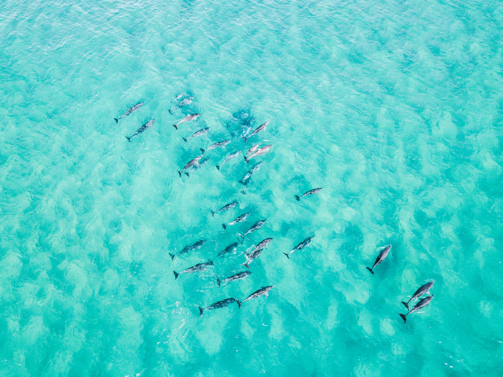 A school of fish swimming together in clear turquoise water, forming a loose cluster.